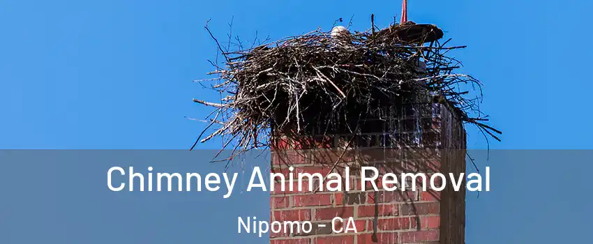  Chimney Animal Removal Nipomo - CA